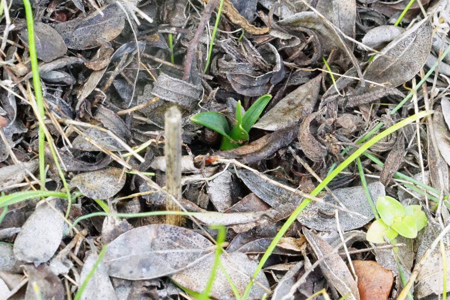 Colchicum cfr. nanum